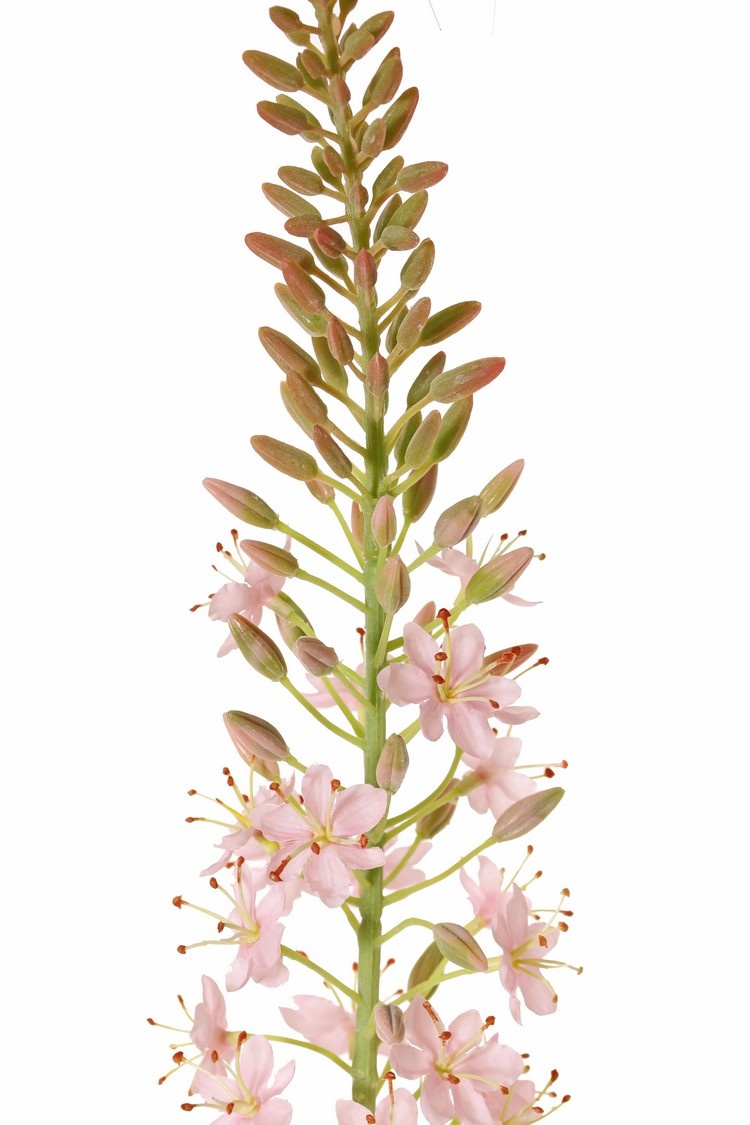 Eremurus, desert candle, foxtail lily (50*9cm) 47 flowers, 89 buds, 106cm