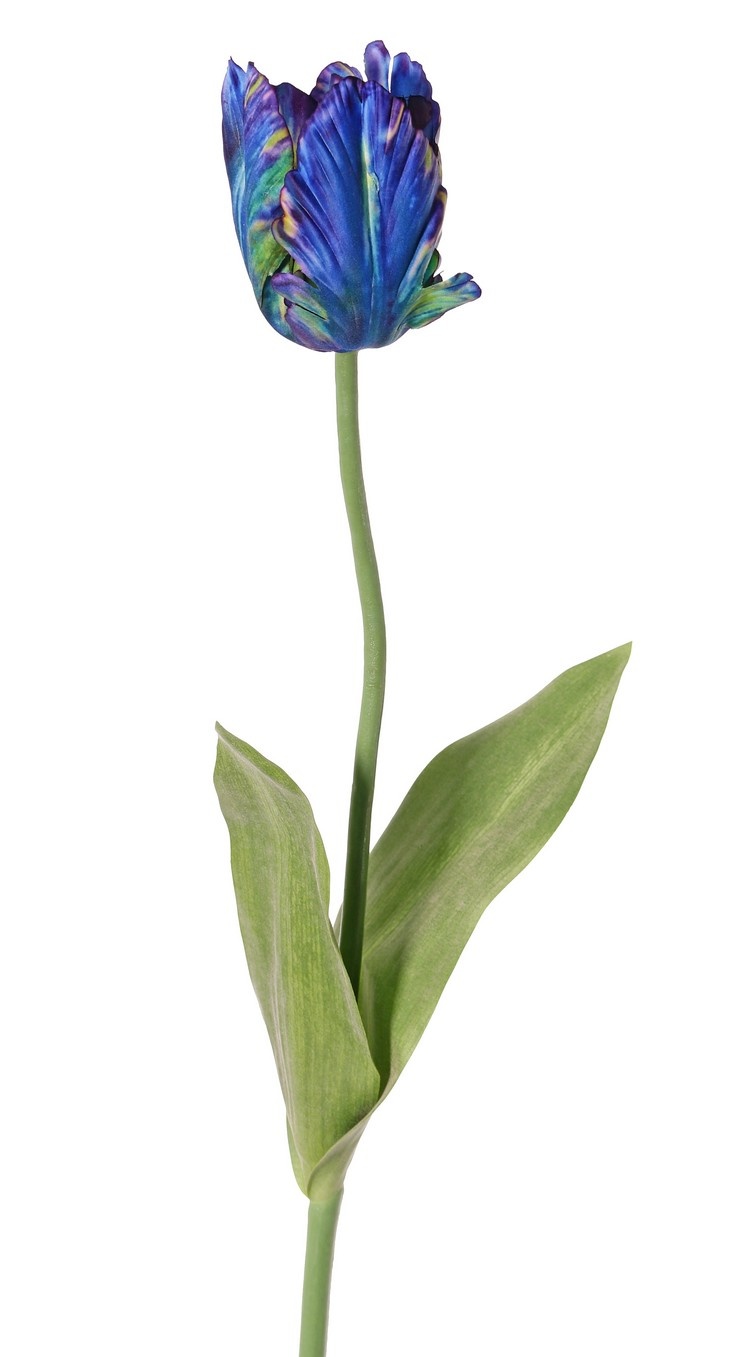 Tulip (Tulipa) parrot 'Garden Art', Ø 6 cm, h: 8,5 cm, with 2 leaves (feel real) 21 x 7,5 cm, 64 cm
