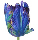 Tulp (Tulipa) parrot 'Garden Art', 1 bloem: Ø 6 cm, h: 8,5 cm, met 2 blad (feel real) 21 x 7,5 cm, 64 cm