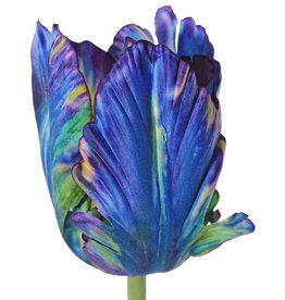 Tulp parrot, Ø 6 cm /hoogte  9cm, 2 blad, 64 cm