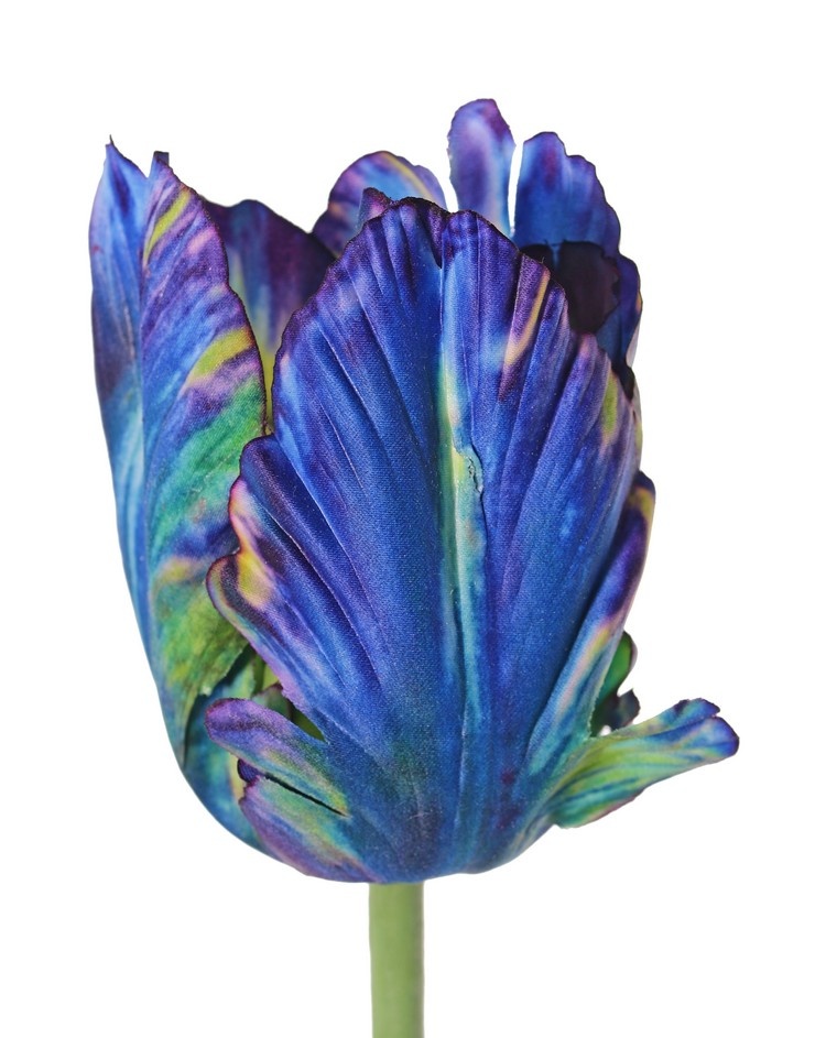 Tulip (Tulipa) parrot 'Garden Art', Ø 6 cm, h: 8,5 cm, with 2 leaves (feel real) 21 x 7,5 cm, 64 cm