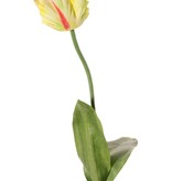 Tulipán papagayo 'Garden Art', Ø 6 cm, a: 8,5 cm, con 2 hojas (feel real) 21 x 7,5 cm