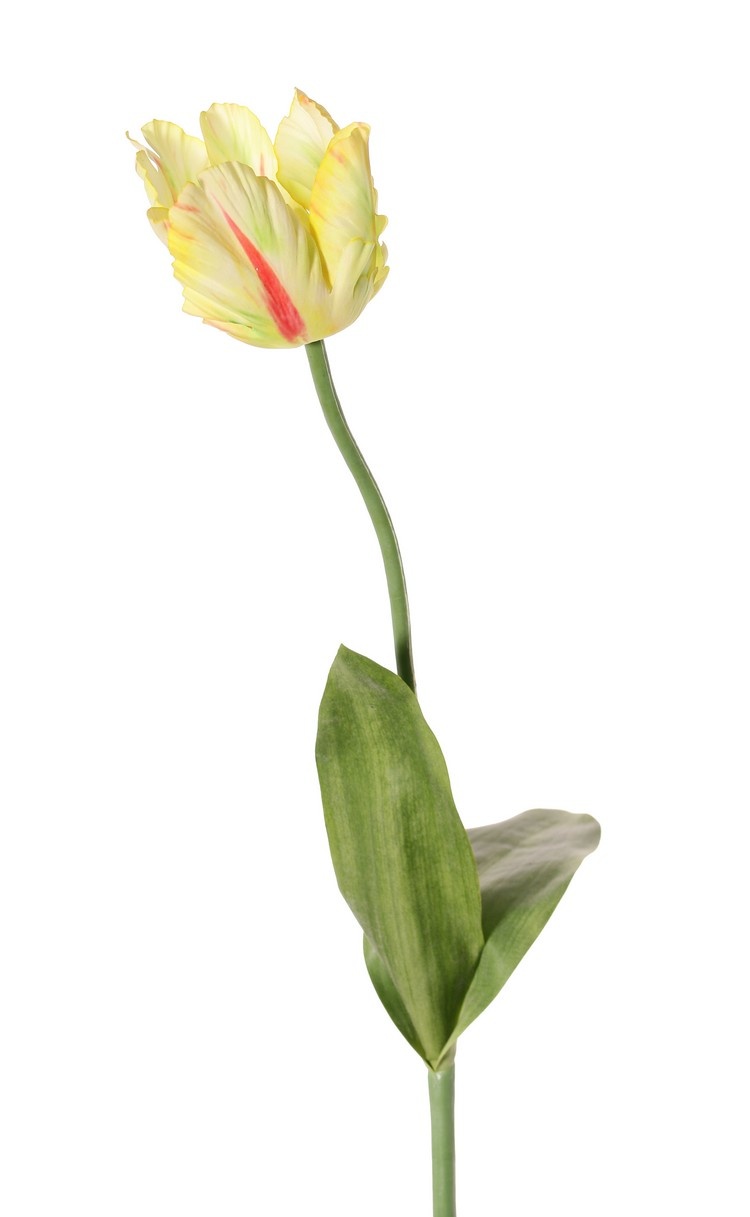 Tulpe (Tulipa) parrot 'Garden Art', Ø 6 cm, H: 8,5 cm, mit 2 Blättern, (feel real) 21 x 7,5 cm