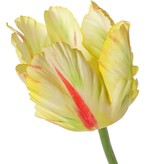 Tulpe (Tulipa) parrot 'Garden Art', Ø 6 cm, H: 8,5 cm, mit 2 Blättern, (feel real) 21 x 7,5 cm