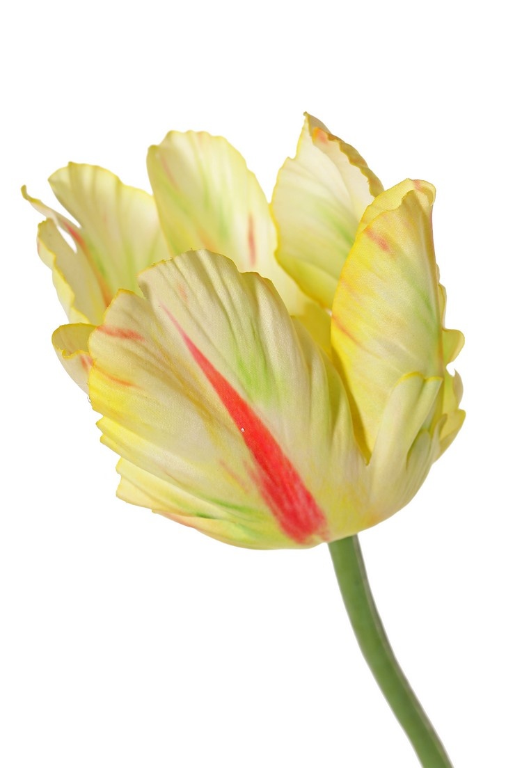 Tulpe (Tulipa) parrot 'Garden Art', Ø 6 cm, H: 8,5 cm, mit 2 Blättern, (feel real) 21 x 7,5 cm