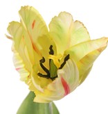 Tulipán papagayo 'Garden Art', Ø 6 cm, a: 8,5 cm, con 2 hojas (feel real) 21 x 7,5 cm