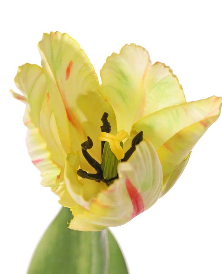 Tulpe (Tulipa) parrot 'Garden Art', Ø 6 cm, H: 8,5 cm, mit 2 Blättern, (feel real) 21 x 7,5 cm