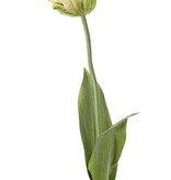 Tulpe (Tulipa) parrot 'Garden Art', Ø 6 cm, H: 8,5 cm, mit 2 Blättern, (feel real) 21 x 7,5 cm