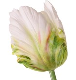 Tulip (Tulipa) parrot 'Garden Art', Ø 6 cm, h: 8,5 cm, with 2 leaves (feel real) 21 x 7,5 cm