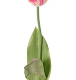 Tulp (Tulipa) parrot 'Garden Art', 1 bloem: Ø 6 cm, h: 8,5 cm, met 2 blad (feel real) 21 x 7,5 cm