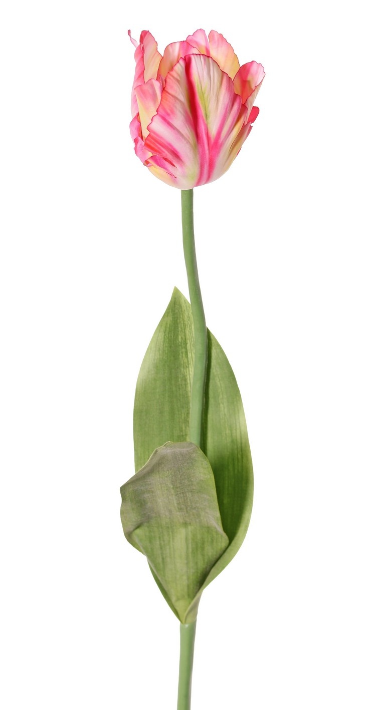 Tulp (Tulipa) parrot 'Garden Art', 1 bloem: Ø 6 cm, h: 8,5 cm, met 2 blad (feel real) 21 x 7,5 cm