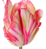 Tulp (Tulipa) parrot 'Garden Art', 1 bloem: Ø 6 cm, h: 8,5 cm, met 2 blad (feel real) 21 x 7,5 cm