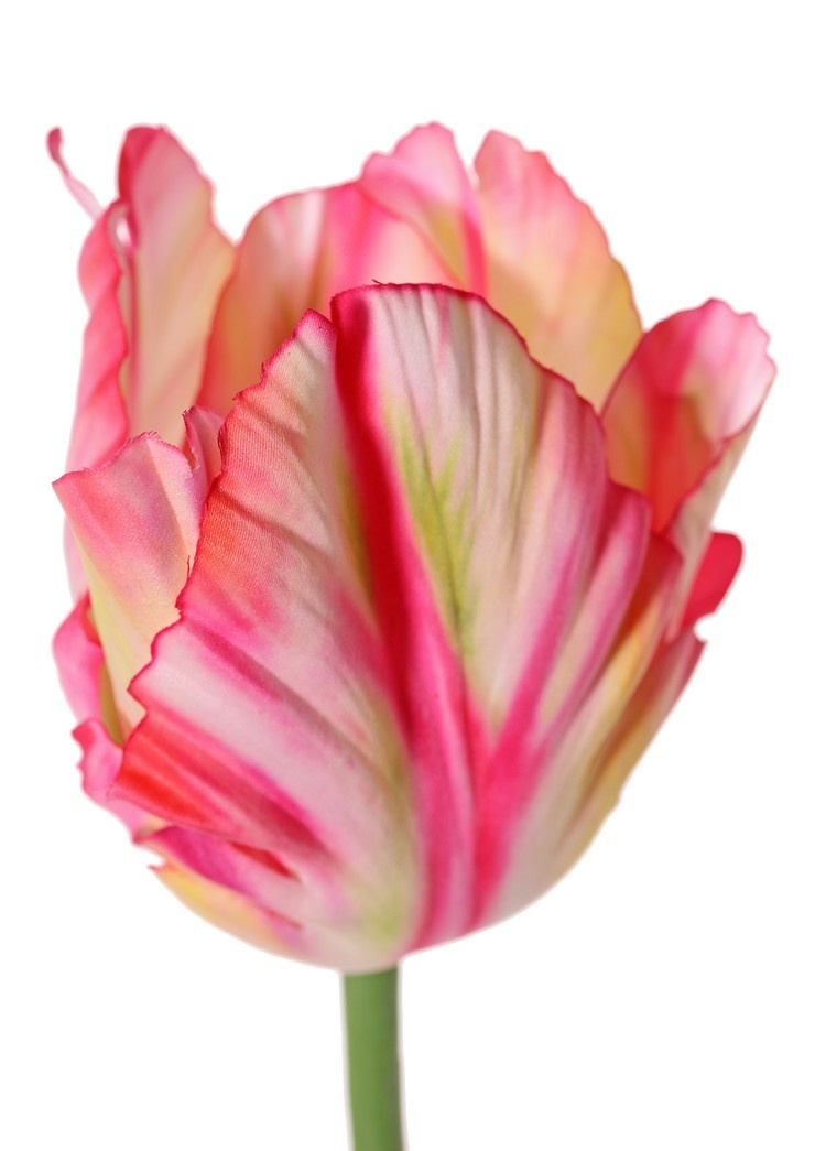 Tulip (Tulipa) parrot 'Garden Art', Ø 6 cm, h: 8,5 cm, with 2 leaves (feel real) 21 x 7,5 cm