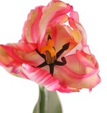 Tulp (Tulipa) parrot 'Garden Art', 1 bloem: Ø 6 cm, h: 8,5 cm, met 2 blad (feel real) 21 x 7,5 cm