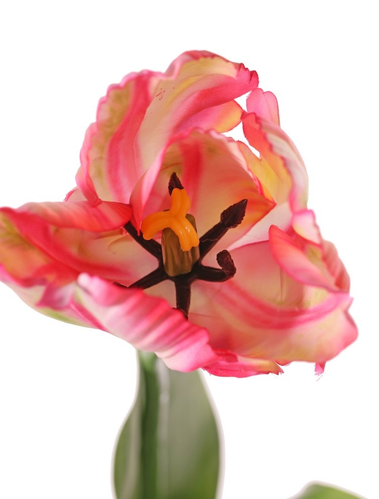 Tulp (Tulipa) parrot 'Garden Art', 1 bloem: Ø 6 cm, h: 8,5 cm, met 2 blad (feel real) 21 x 7,5 cm