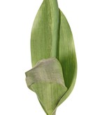 Tulp (Tulipa) parrot 'Garden Art', 1 bloem: Ø 6 cm, h: 8,5 cm, met 2 blad (feel real) 21 x 7,5 cm