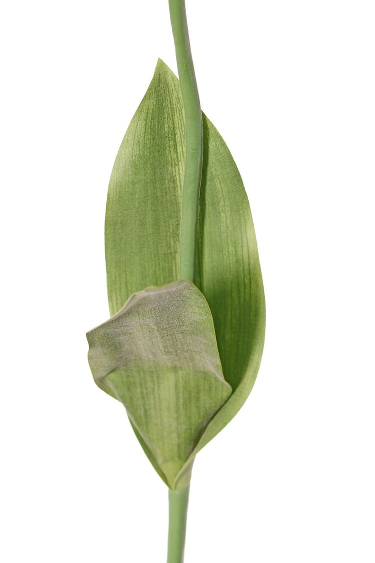 Tulp (Tulipa) parrot 'Garden Art', 1 bloem: Ø 6 cm, h: 8,5 cm, met 2 blad (feel real) 21 x 7,5 cm
