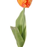 Tulip (Tulipa) parrot 'Garden Art', Ø 6 cm, h: 8,5 cm, with 2 leaves (feel real) 21 x 7,5 cm