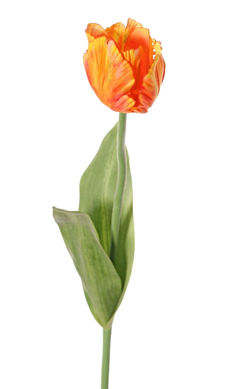 Tulip (Tulipa) parrot 'Garden Art', Ø 6 cm, h: 8,5 cm, with 2 leaves (feel real) 21 x 7,5 cm