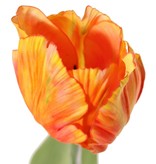 Tulip (Tulipa) parrot 'Garden Art', Ø 6 cm, h: 8,5 cm, with 2 leaves (feel real) 21 x 7,5 cm