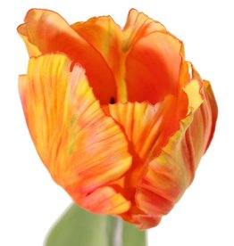 Tulp parrot, Ø 6 cm /hoogte  9cm, 2 blad, 64 cm