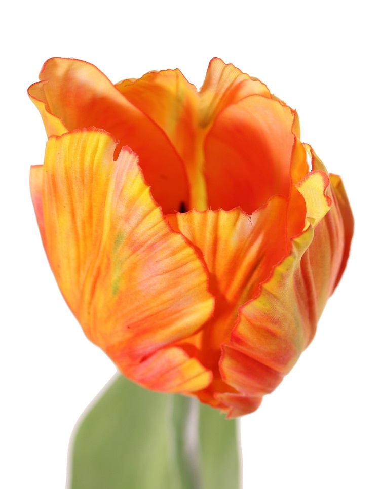 Tulip (Tulipa) parrot 'Garden Art', Ø 6 cm, h: 8,5 cm, with 2 leaves (feel real) 21 x 7,5 cm