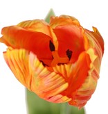 Tulip (Tulipa) parrot 'Garden Art', Ø 6 cm, h: 8,5 cm, with 2 leaves (feel real) 21 x 7,5 cm