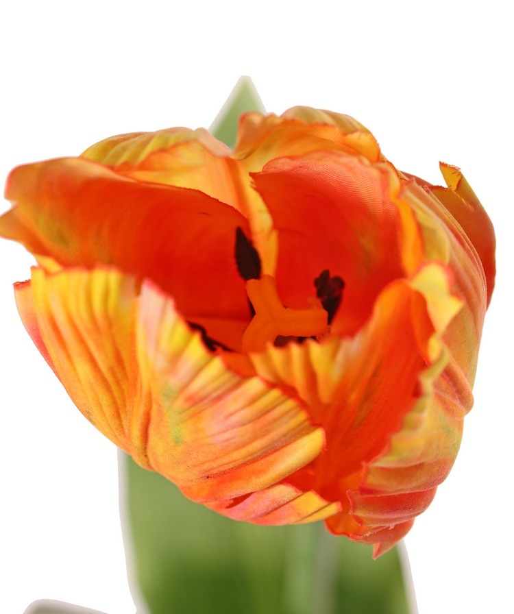 Tulpe (Tulipa) parrot 'Garden Art', Ø 6 cm, H: 8,5 cm, mit 2 Blättern, (feel real) 21 x 7,5 cm