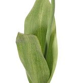 Tulip (Tulipa) parrot 'Garden Art', Ø 6 cm, h: 8,5 cm, with 2 leaves (feel real) 21 x 7,5 cm