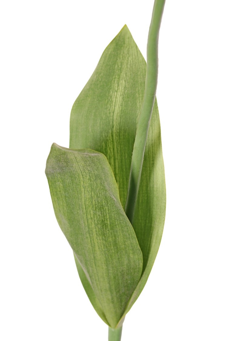 Tulip (Tulipa) parrot 'Garden Art', Ø 6 cm, h: 8,5 cm, with 2 leaves (feel real) 21 x 7,5 cm