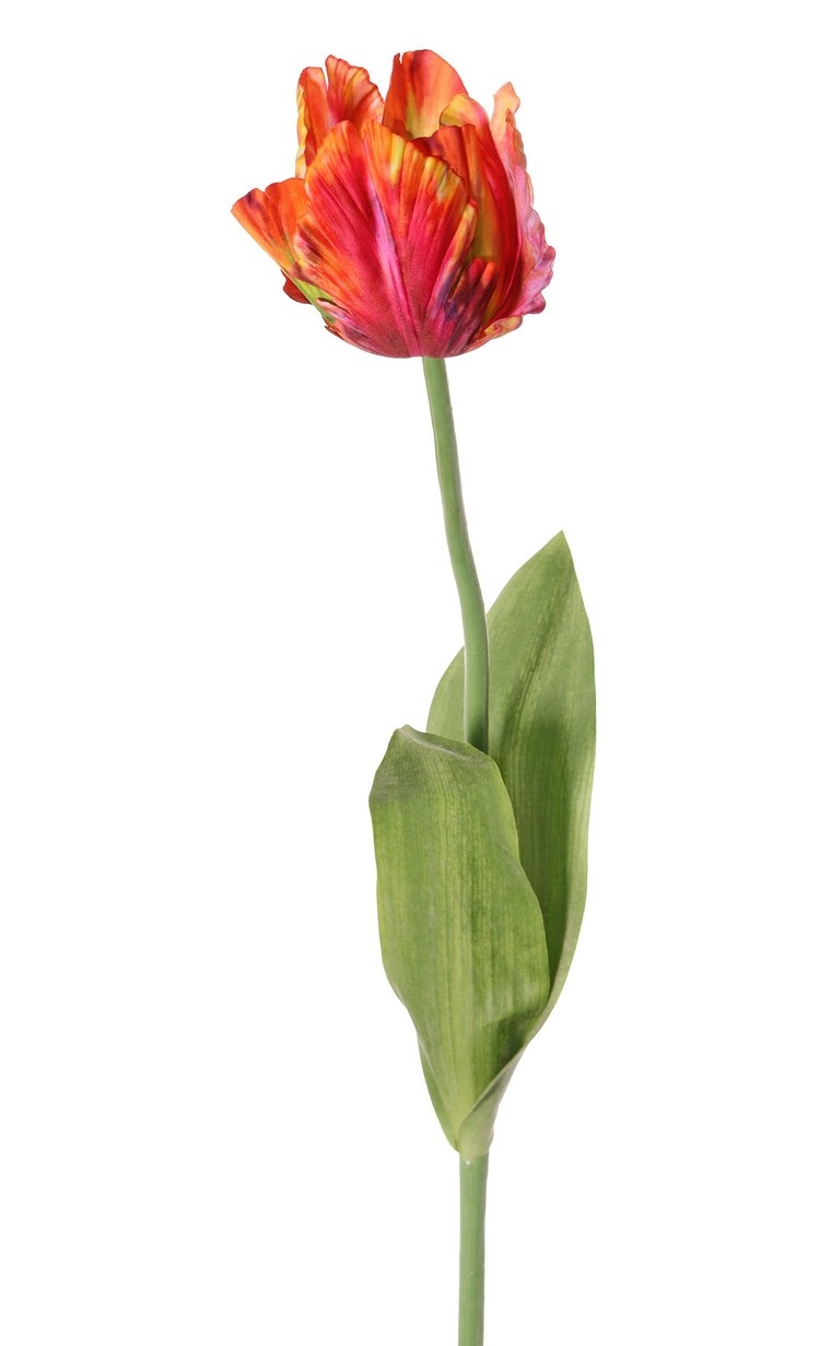 Tulip (Tulipa) parrot 'Garden Art', Ø 6 cm, h: 8,5 cm, with 2 leaves (feel real) 21 x 7,5 cm