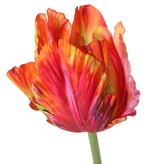 Tulip (Tulipa) parrot 'Garden Art', Ø 6 cm, h: 8,5 cm, with 2 leaves (feel real) 21 x 7,5 cm