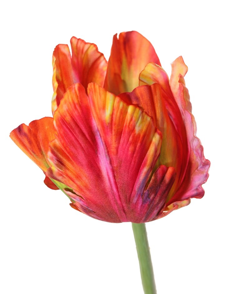 Tulip (Tulipa) parrot 'Garden Art', Ø 6 cm, h: 8,5 cm, with 2 leaves (feel real) 21 x 7,5 cm