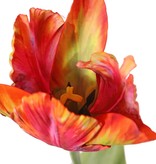 Tulip (Tulipa) parrot 'Garden Art', Ø 6 cm, h: 8,5 cm, with 2 leaves (feel real) 21 x 7,5 cm