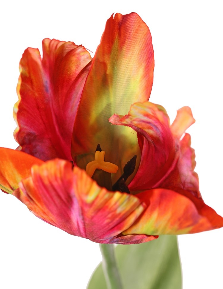 Tulip (Tulipa) parrot 'Garden Art', Ø 6 cm, h: 8,5 cm, with 2 leaves (feel real) 21 x 7,5 cm