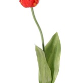 Tulip (Tulipa) parrot 'Garden Art', Ø 6 cm, h: 8,5 cm, with 2 leaves (feel real) 21 x 7,5 cm