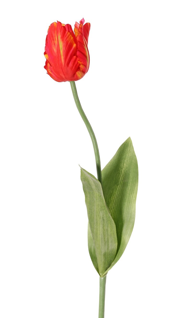 Tulip (Tulipa) parrot 'Garden Art', Ø 6 cm, h: 8,5 cm, with 2 leaves (feel real) 21 x 7,5 cm