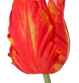 Tulpe (Tulipa) parrot 'Garden Art', Ø 6 cm, H: 8,5 cm, mit 2 Blättern, (feel real) 21 x 7,5 cm