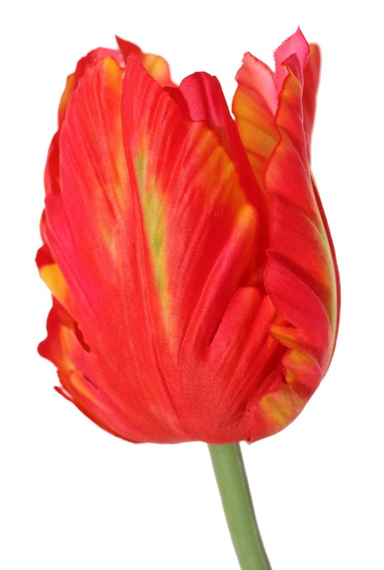 Tulip (Tulipa) parrot 'Garden Art', Ø 6 cm, h: 8,5 cm, with 2 leaves (feel real) 21 x 7,5 cm