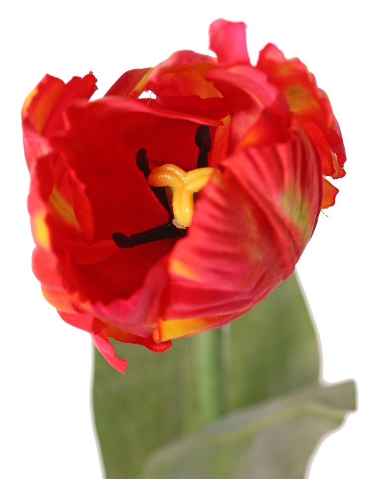 Tulip (Tulipa) parrot 'Garden Art', Ø 6 cm, h: 8,5 cm, with 2 leaves (feel real) 21 x 7,5 cm