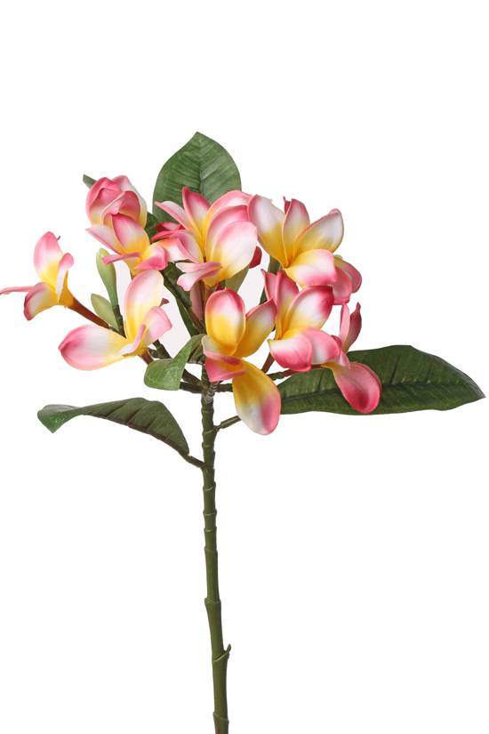 Frangipani (Plumeria) 73cm