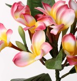 Frangipani (Plumeria) x 12 Flrs, 5 Buds & 5 Lvs, 73cm