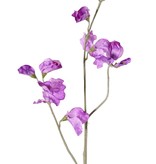 Lathyrus x3, 10 flores, 4 capullos, 64cm