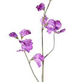 Lathyrus (Pronkerwt), x3, 10 bloem & 4 knop, 64cm