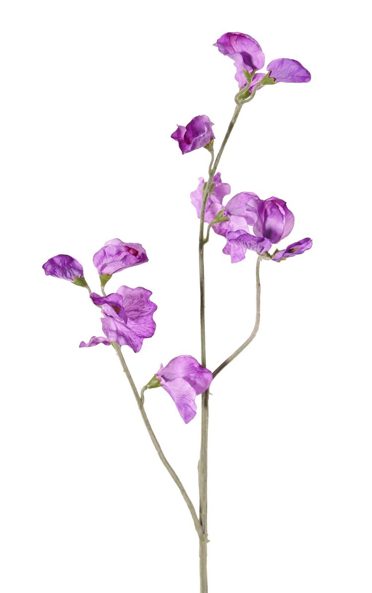 Lathyrus x3, 10 flores, 4 capullos, 64cm