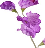 Lathyrus (Pronkerwt), x3, 10 bloem & 4 knop, 64cm