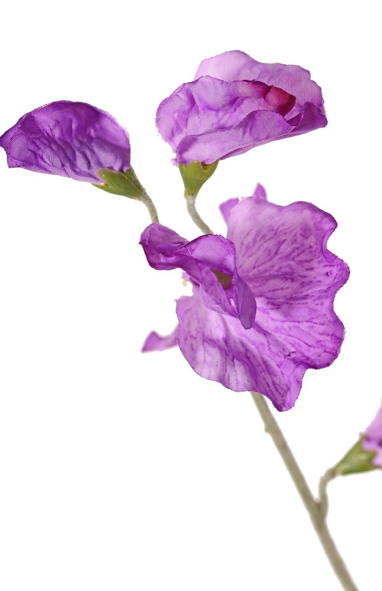 Lathyrus x3, 10 flores, 4 capullos, 64cm