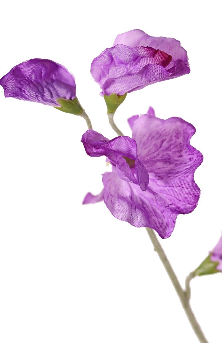 Sweet Pea, 10 flowers, 4 buds, 64cm