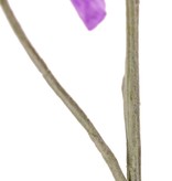 Lathyrus (Pronkerwt), x3, 10 bloem & 4 knop, 64cm