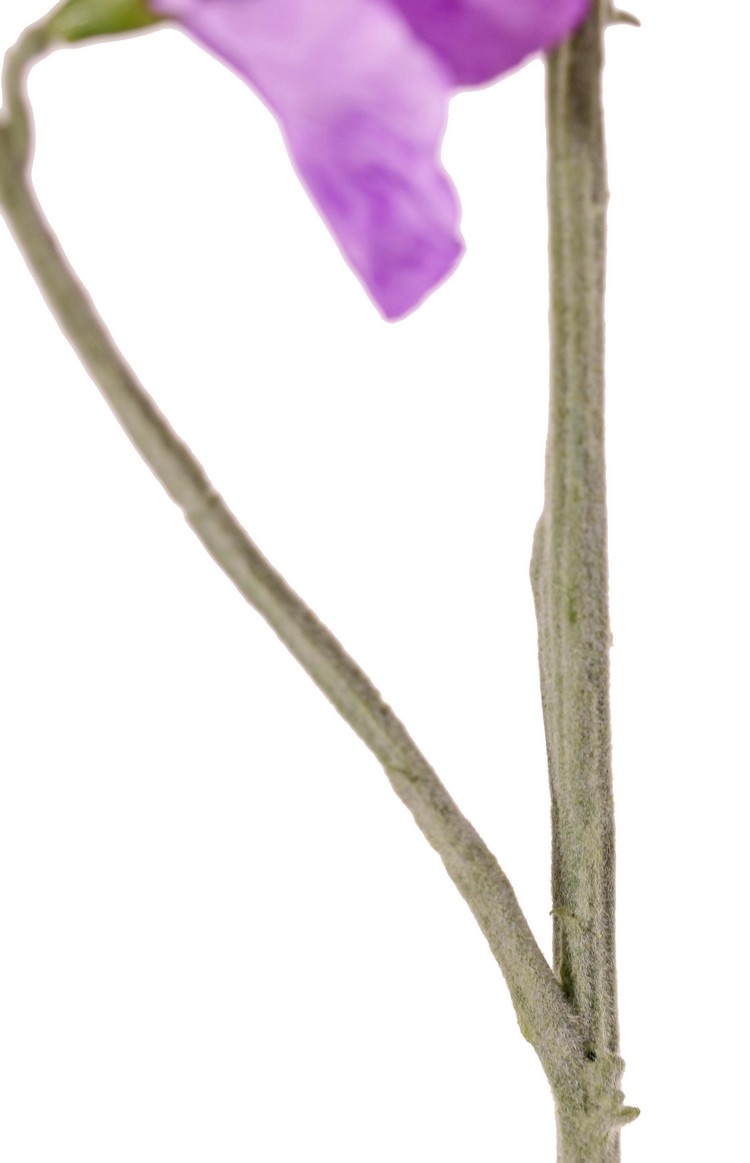 Lathyrus (Pronkerwt), x3, 10 bloem & 4 knop, 64cm